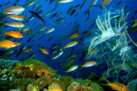 Fundu Lagoon, Pemba